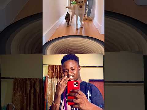 Pets Funny Cute Theothersideofmakebelieve Cat Puppy Wildliferescue Duet Funnyanimals