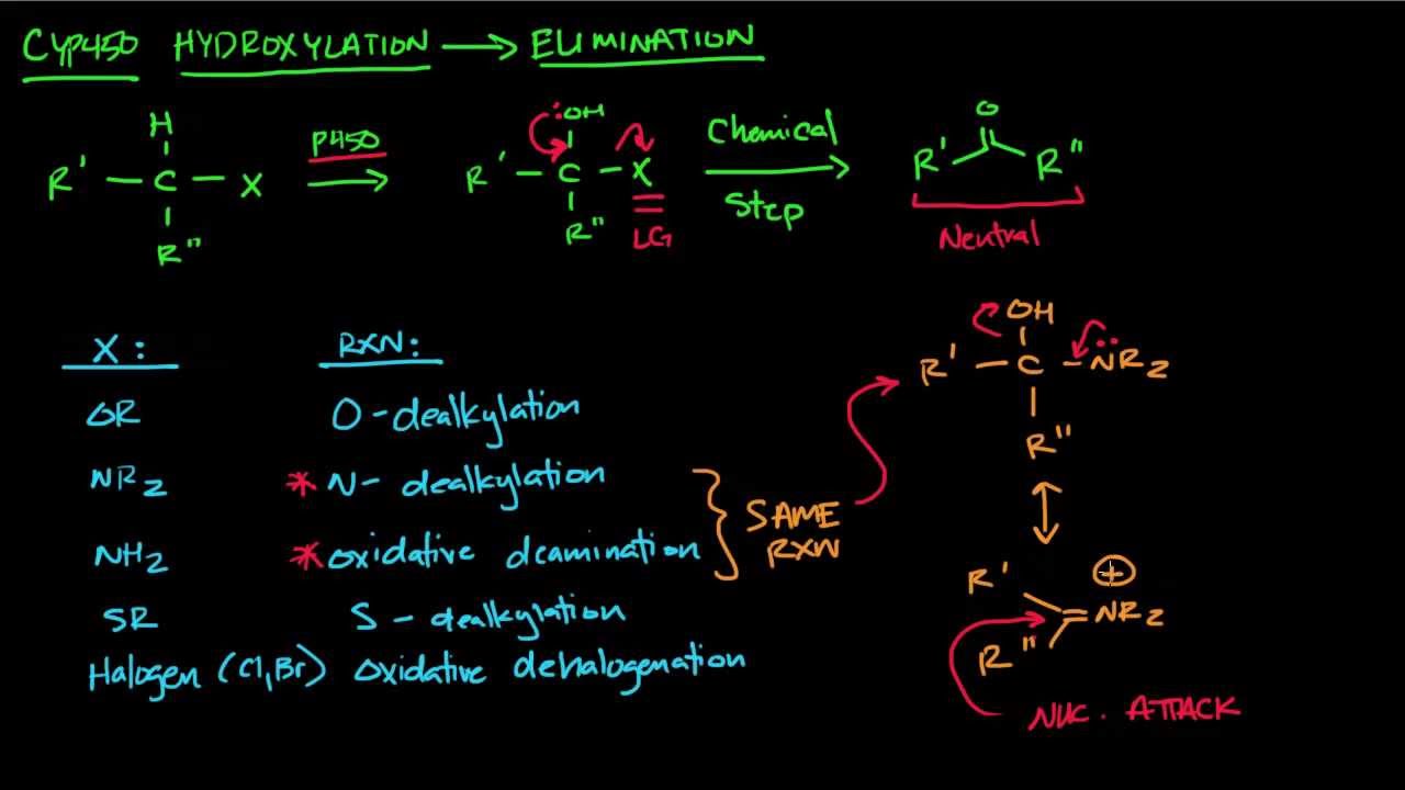 CYP450 part 2 - Elimination after Hydroxylation