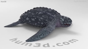 Leatherback Sea Turtle 3D model by 3DModels.org