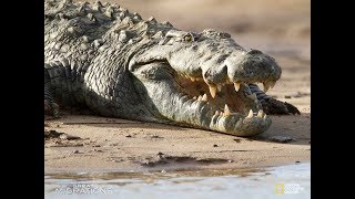 National Geographic Great Migrations Game Zebra Migration Part 2 Grumeti River