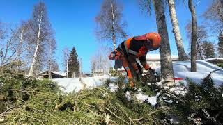 Cutting Some Birch To Mix With The Spruce For Firewood.