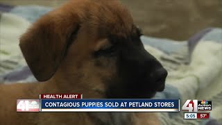 Cheap Price Dog In Kolkata | Gallif Street Pet Market Kolkata | Recent Dog Puppy Price Update | Dogs