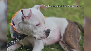 Marshall pets find new homes in New York