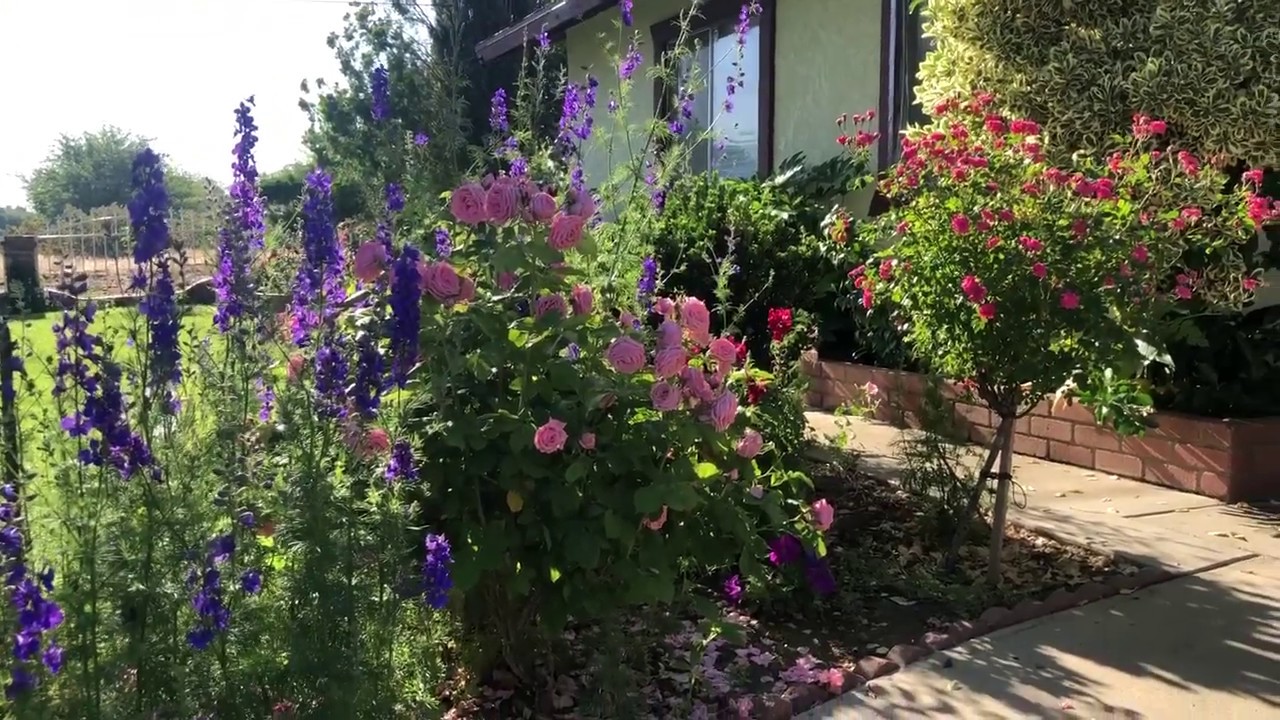 pina bausch LAS 11 YERBAS MEDICINAS QUE AYUDARON A COMBATIR EL CÁNCER