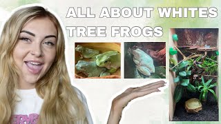 WHITES TREE FROG CARE GUIDE (ENCLOSURE, FEEDING & MORE)
