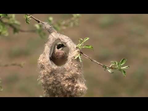 วีดีโอ: Bird Bunting Remez: รูปภาพ คำอธิบาย การถูกจองจำ