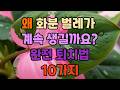 왜 화분 벌레가 계속 생길까요? 완전 퇴치법 10가지