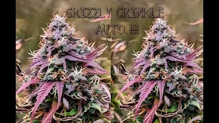 Grizzly Crinkle Auto Grow Update 🌱 | Cannabis Growing Tips & Progress! #Mephistogenetics #Mephisto