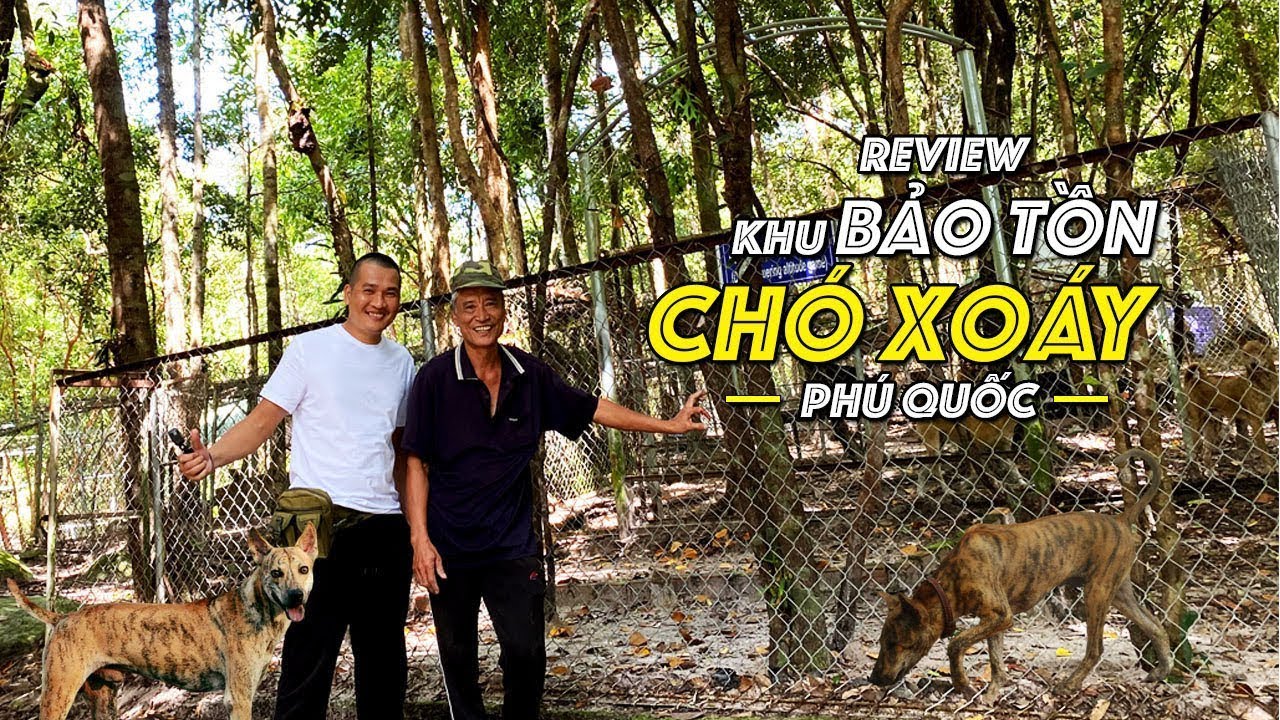 Review Khu Bảo Tồn Chó Xoáy Phú Quốc Trang Trại Thanh Nga Lớn Nhất Phú Quốc