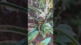 The Surprising Life Cycle of a Butterfly