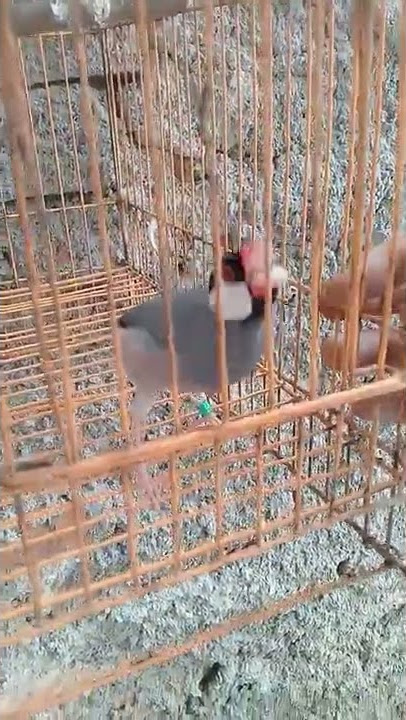gelatik belong jinak total
