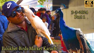 Lalukhet Exotic Hen and Rooster Birds Market 3-3-24 Karachi | Rare and Unique Birds and Parrots