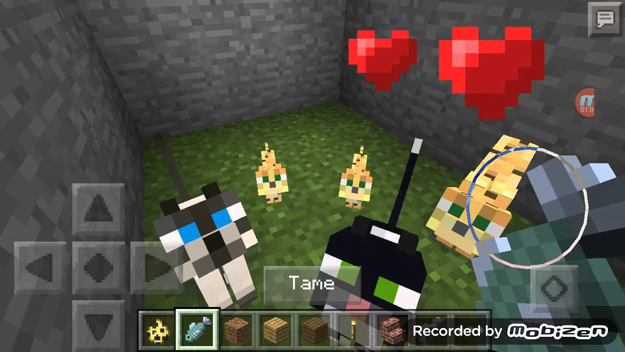 How to tame a cat in minecraft 0.12.1 alpha (ft ma YouTube