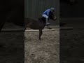 Don't give up 🤣 #horse #pony #dont #fyp #short