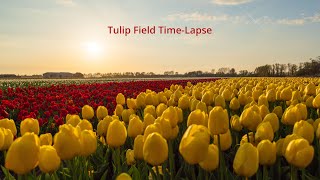The Sun, Clouds And A Beautiful Tulip Field