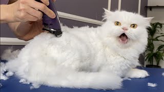 : OMG!!! I CUT MY HAIR!  bathing and grooming angry cat