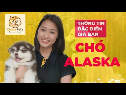 Video Chó Alaska - Tìm hiểu đặc điểm, tính cách giá bán &... - youtube