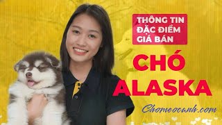 Chó Alaska giá bao nhiêu tiền 2024? Thông tin, đặc điểm, nguồn gốc, cách nuôi?