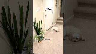 A Little Reminder From Snoopy Youre Doing Just Fine