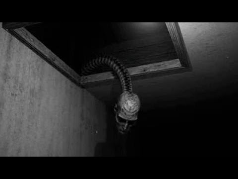 Persephanii Leak: The Unseen Footage