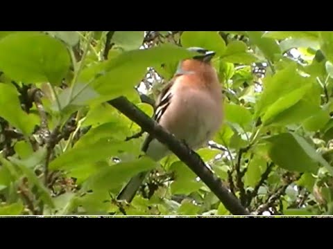Зяблик рюмит. Птица  поёт как сверчок