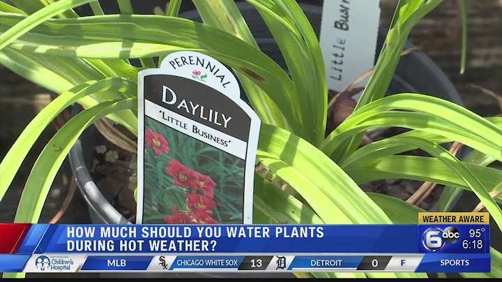 How much should you water plants during hot weather? - DayDayNews