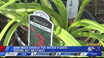Jak často byste měli zalévat rostliny při 100 stupních?