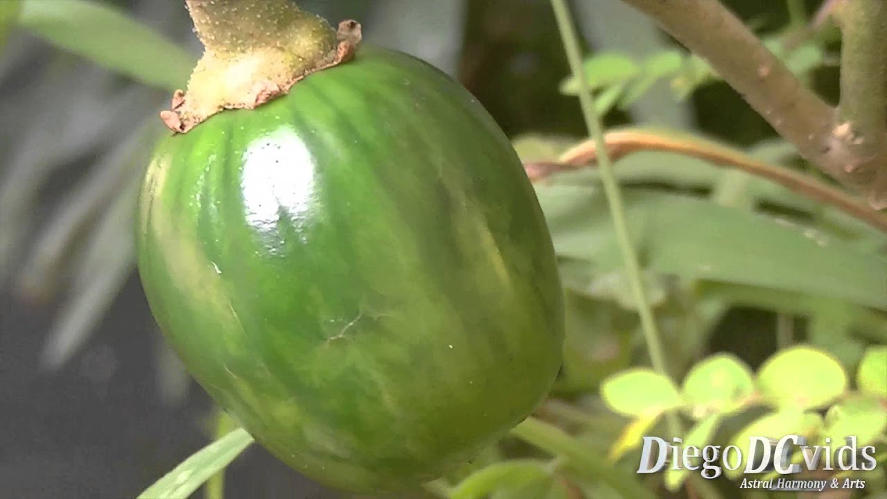 Solanum aethiopicum L. Jiló Jiloeiro bitter tomato (Solanaceae) YouTube