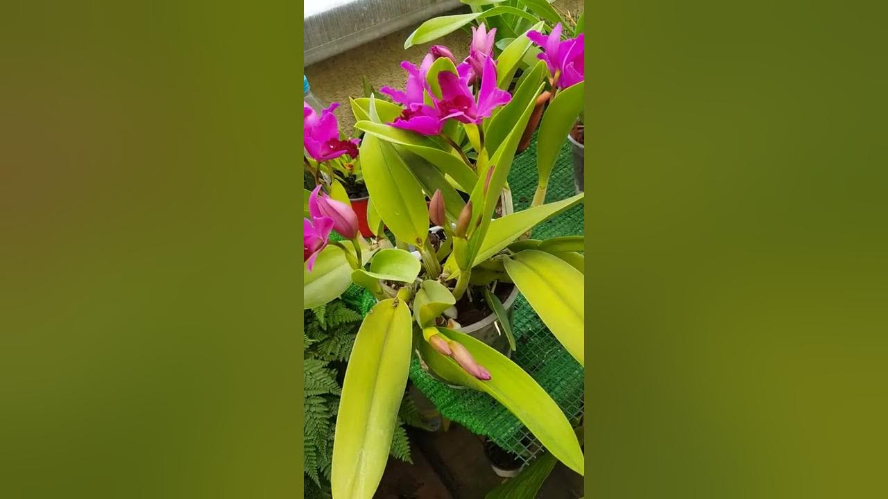 Cymbidium ,oncidium, orquídea negra. - thptnganamst.edu.vn