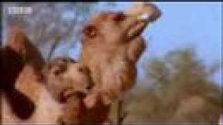 Australian animal mating rituals - camel seduction in the outback - BBC wildlife