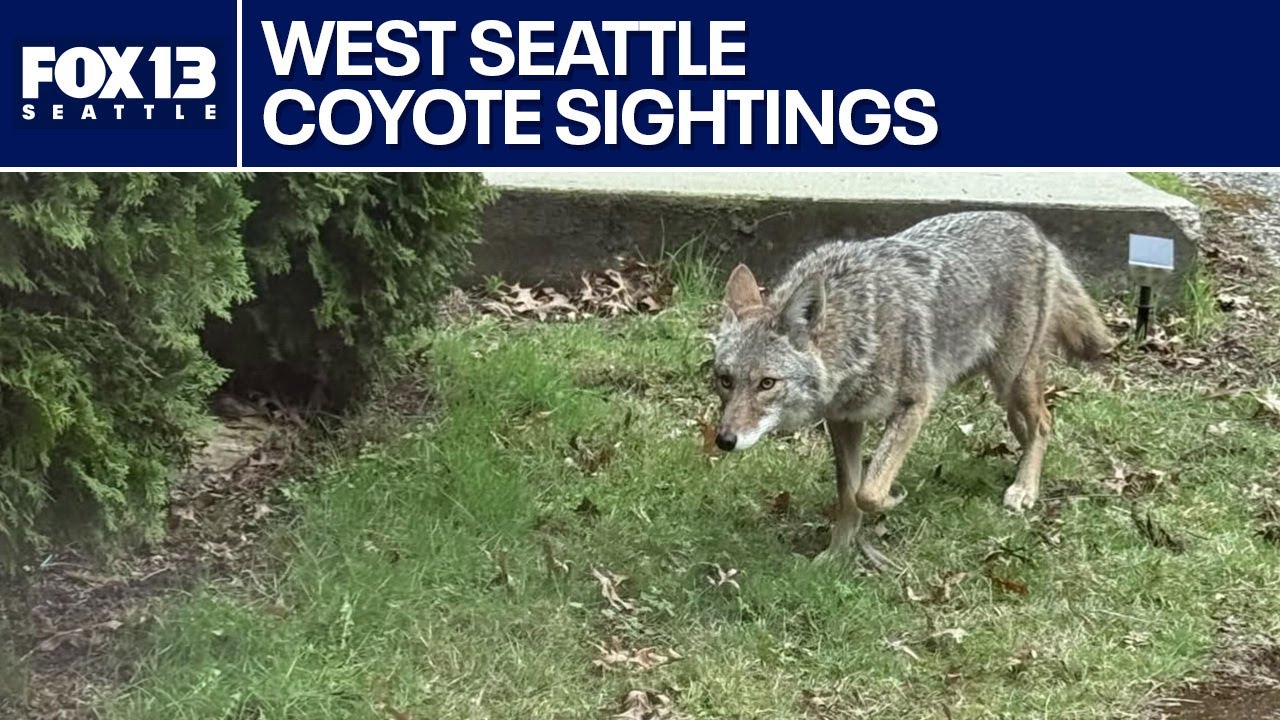 West Seattle neighbors report dozens of coyote sightings