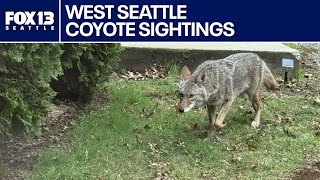 West Seattle neighbors report dozens of coyote sightings
