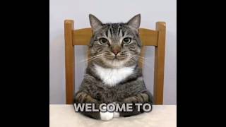 Grand Final: Evil Larry vs Freaky James😈 #usashorts #cat #memes #trending #funny #fypppp