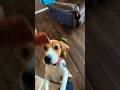 Snack Time For My Puppies #dog #subscribe #viral