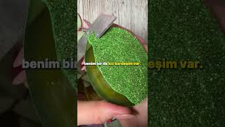 Kadın Adamı Çok Fena Tongoya Getirmiş Şarı