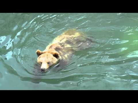 Brown bear taking