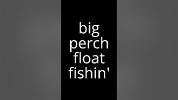BIG Perch fishing on the float