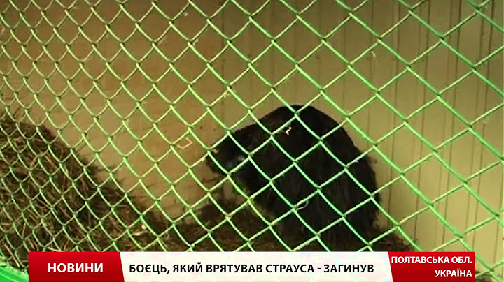 Як волонтери евакуйовували з передової страуса