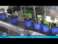 Willburg projecten bv  label insertion machine for potplants