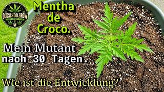 Mentha de Croco 30 Tage nach dem Keimen.