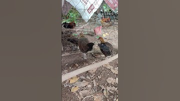 mái tơ🐓 #gàrừngtaitrắng #thứcgàrừng86 #gàrừngrặc