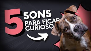 5 Sons Para Seu Cachorro Virar A Cabeça