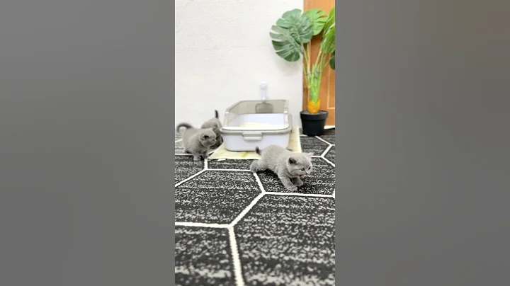 Video 10171451: cat britishshorthair kucing kitten, cat kitten britishshorthair kitty, britishshorthair kucing catlover, britishshorthair cat cute kucing