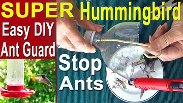 Hummingbirds * NO MORE ANTS, Hummingbird Feeder Ant Moat * DIY How to Make Ant Guard & Nectar Recipe