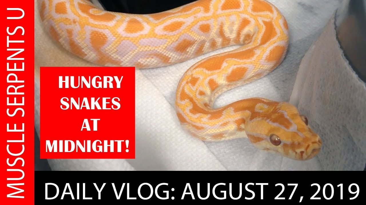 orange dream drink HURRICANE BALLS & BLOOD BOAS! August 27, 2019