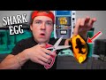 HATCHING MY VENDING MACHINE SHARK EGG!