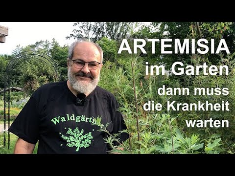 Video: Artemisia im Winter schützen - Winterpflege für Artemisia im Garten
