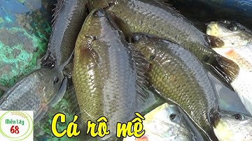 Thả lưới xuống mương lúa bắt cá mùa lạnh kết quả là gỡ cá mỏi tay |Fishing VietNam