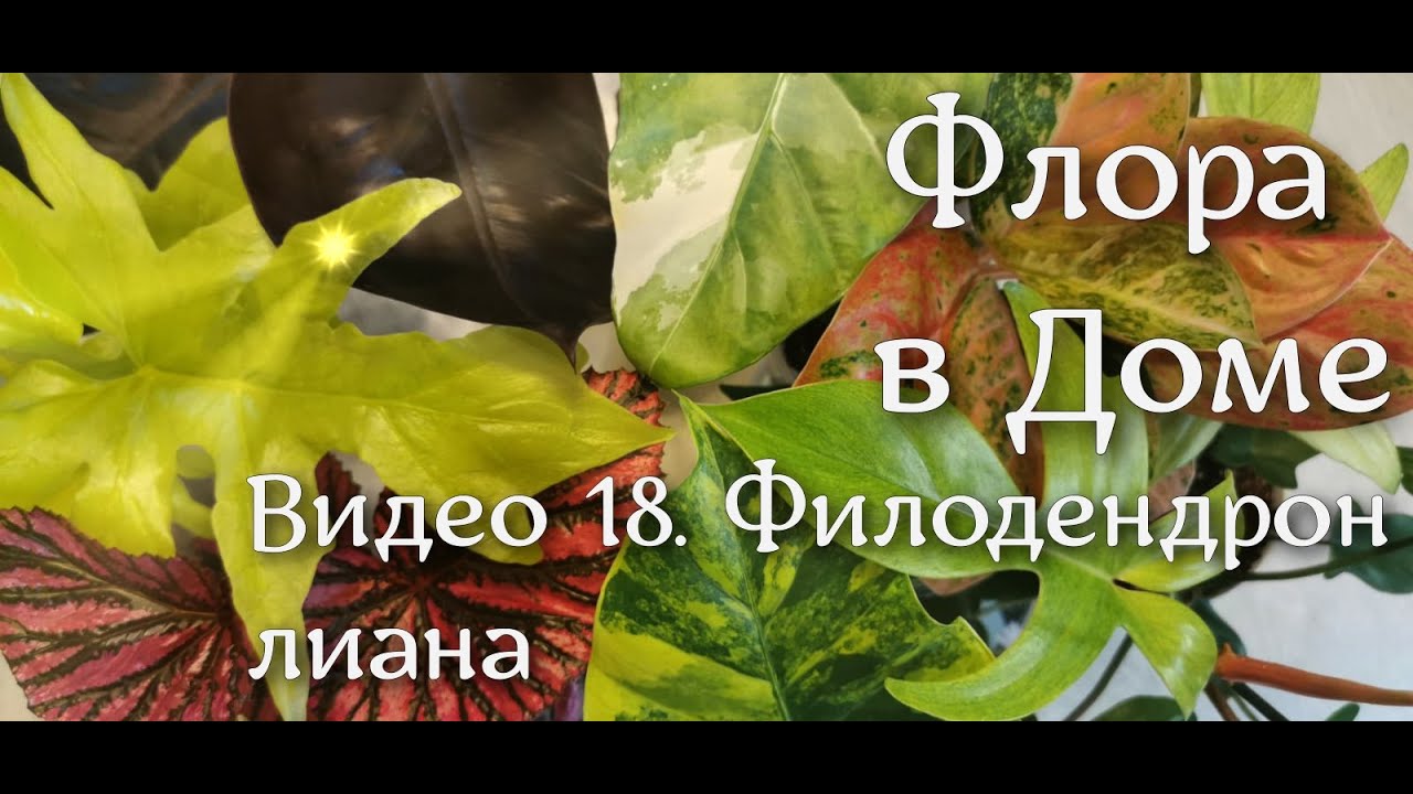 Видео 18. Филодендрон лиана