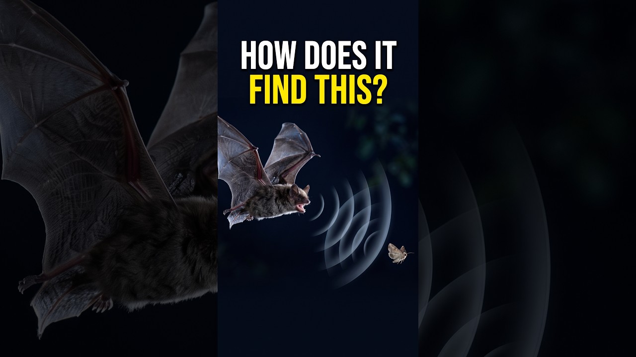 How Can Bats Find Insects in the Dark? 🦇 #animalfacts #wildlife #animals